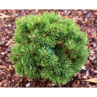 Pušis kalninė (Pinus mugo) 'Grune Kugel'